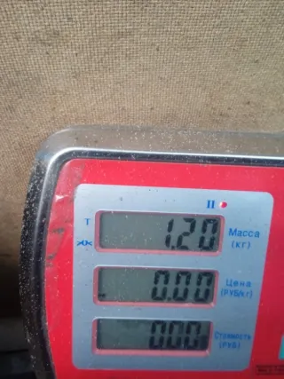 98MF3C631C6 Ролик натяжителя Ford Focus 1 Арт 54008, вид 9