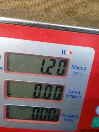 98MF3C631C6 Ролик натяжителя Ford Focus 1 Арт 54014, вид 7